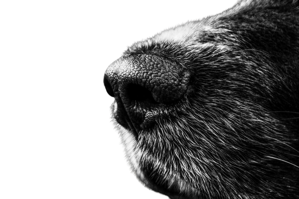 Dog snout