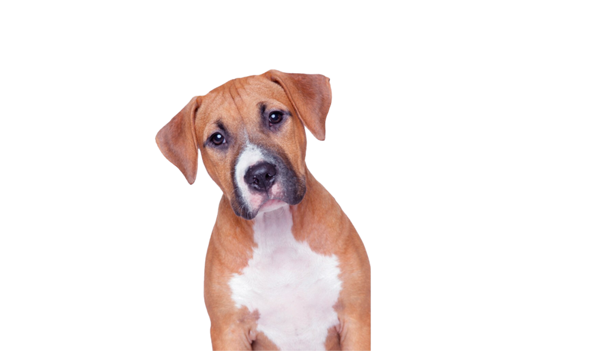 Curious dog