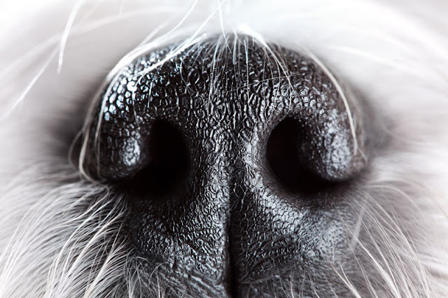 Dog nose closeup