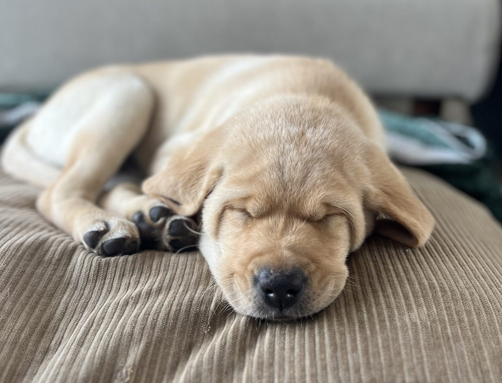 Sleeping Sol