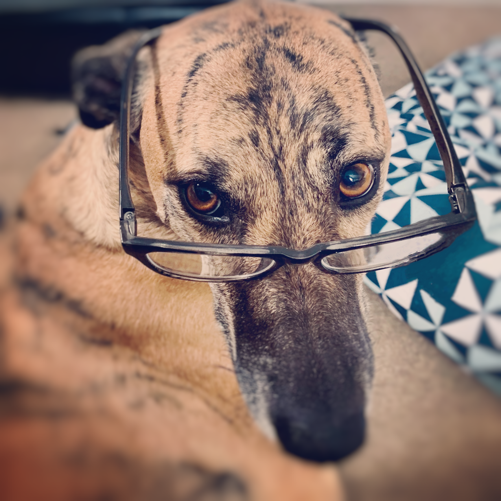 Dog with glasses