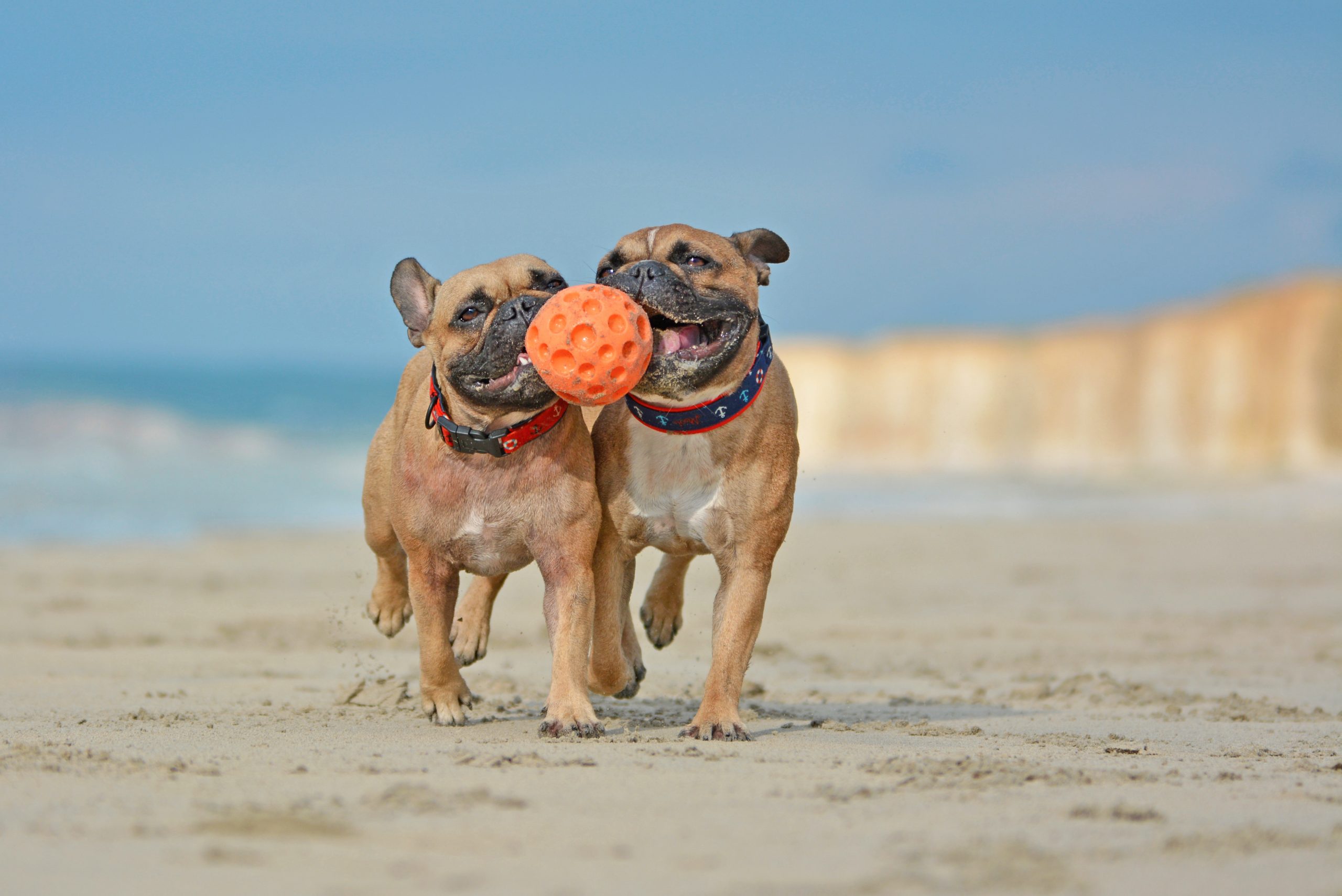 Two French Bulldog dogs playing with ball at the beach