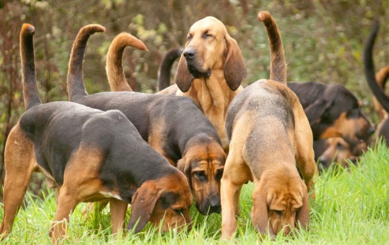 Bloodhounds sniffing