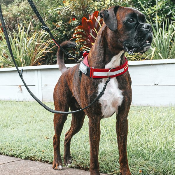 EzyDog™ Upfront Front-Clip Harness Attachment - Image 3