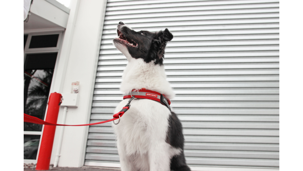 EzyDog™ Upfront Front-Clip Harness Attachment - Image 4