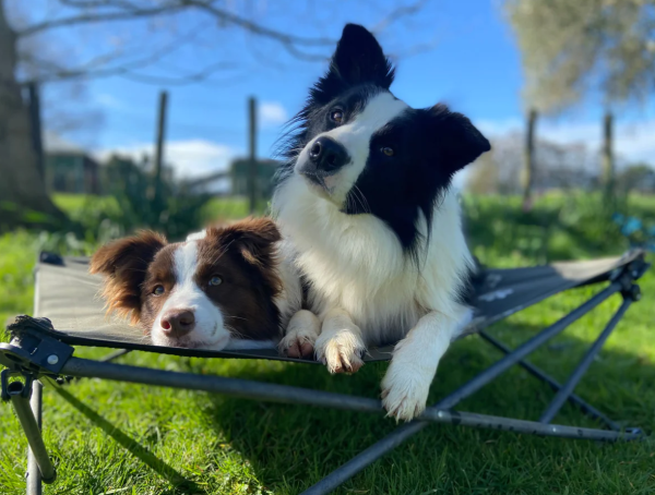 Outdoor Connection Folding Dog Bed - Image 8