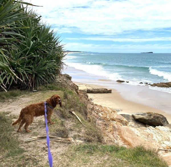Black Dog Wear™ Beachcomber Lead 3m - Image 3