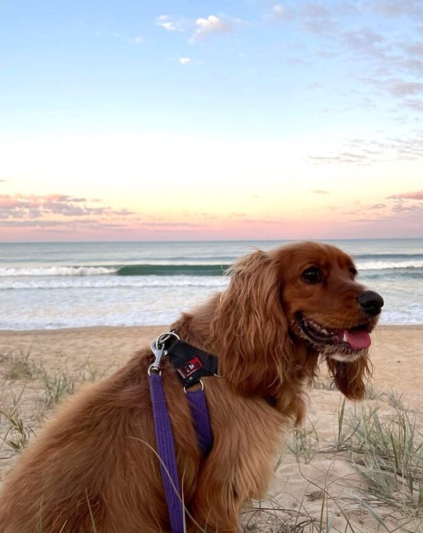 Black Dog Wear™ Beachcomber Lead 3m - Image 2