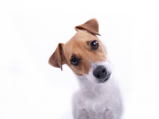 Dog tilted head