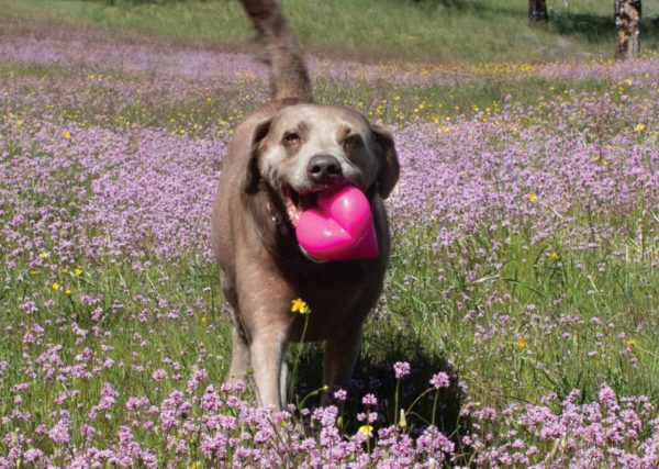 RuffDawg™ Ultra-Durable Hart Chew Toy - Image 4