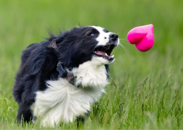 RuffDawg™ Ultra-Durable Hart Chew Toy - Image 3