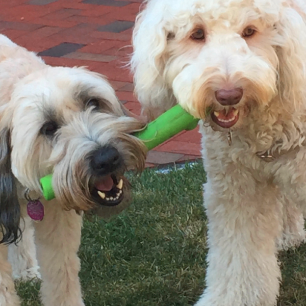 RuffDawg™ Crunch Stick Treat Toy - Image 2
