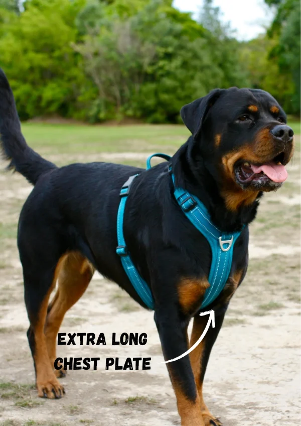 Adventure Harness 2.0 - Image 11